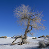 White Sands National Monument / �z���C�g�T���Y�������