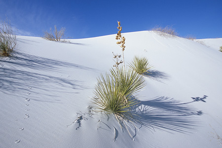 White Sands National Monument / �z���C�g�T���Y�������