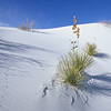 White Sands National Monument / �z���C�g�T���Y�������