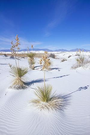 White Sands National Monument / �z���C�g�T���Y�������