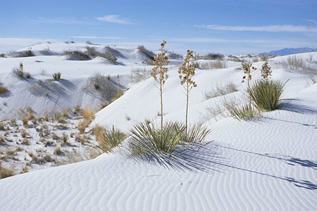 White Sands National Monument / �z���C�g�T���Y�������