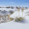 White Sands National Monument / �z���C�g�T���Y�������