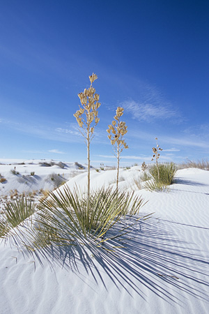 White Sands National Monument / �z���C�g�T���Y�������