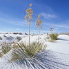 White Sands National Monument / �z���C�g�T���Y�������