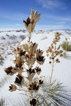 White Sands National Monument / �z���C�g�T���Y�������