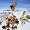 White Sands National Monument / �z���C�g�T���Y�������