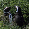 Pingüineras Seno Otway / IgEFCp̃yMcn
