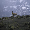 Parque Nacional Torres del Paine / �g���[�X�E�f���E�p�C�l��������