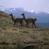 Parque Nacional Torres del Paine / �g���[�X�E�f���E�p�C�l��������