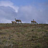 Parque Nacional Torres del Paine / �g���[�X�E�f���E�p�C�l��������