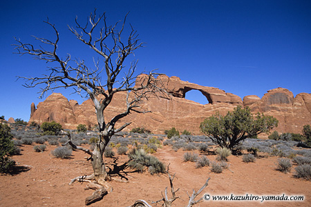 Arches National Park / �A�[�`�[�Y��������