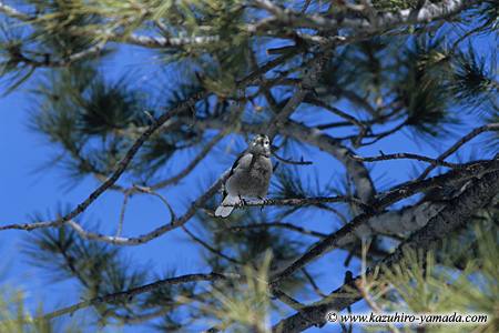 Bryce Canyon National Park / �u���C�X�L���j�I����������