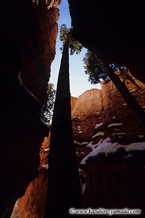 Bryce Canyon National Park / �u���C�X�L���j�I����������