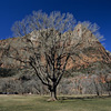 Zion National Park / �U�C�I����������