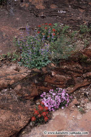 Wild Flowers / �쑐�̉�