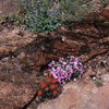 Wild Flowers / �쑐�̉�