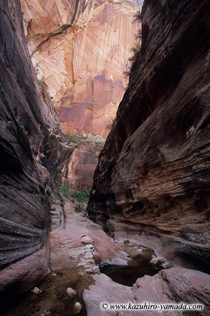Echo Canyon (1) / �G�R�[�L���j�I��