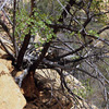 Cliff Chipmunk / �V�}���X