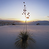White Sands / zCgTY