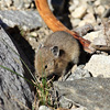 Yellowstone