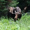 Yellowstone