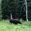 Yellowstone