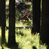 Yellowstone