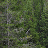Yellowstone