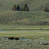 Yellowstone