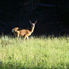 Yellowstone