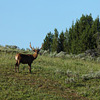 Yellowstone