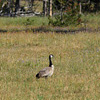 Yellowstone