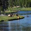 Yellowstone