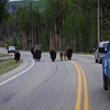 Yellowstone