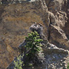 Yellowstone