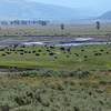 Yellowstone