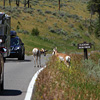 Yellowstone