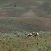 Yellowstone
