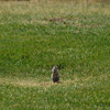 Yellowstone