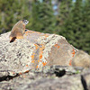 Yellowstone