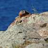Yellowstone