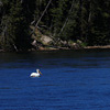 Yellowstone