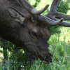 Yellowstone