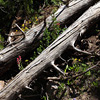 Yellowstone