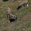 Yellowstone