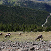 Yellowstone