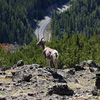 Yellowstone