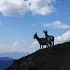 Yellowstone