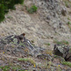 Yellowstone